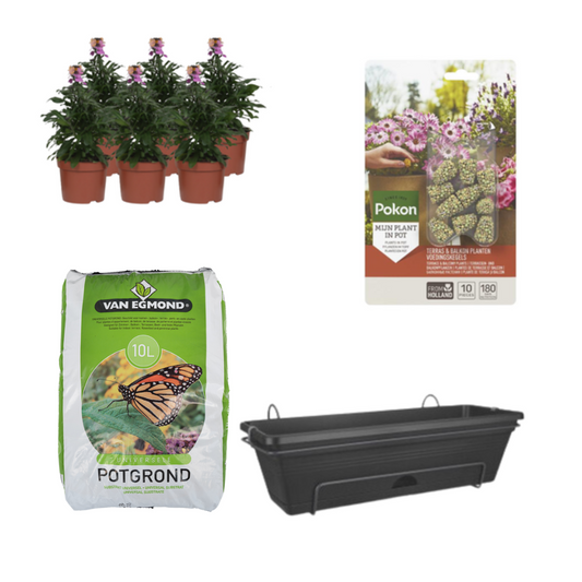 Balkonpflanzgefäß Schwarz DIY-Set - Erysimum Purple Glow