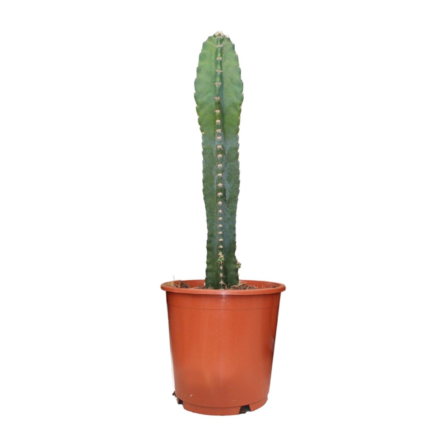 Cereus Peruvianus - Ø17cm - ↕55cm