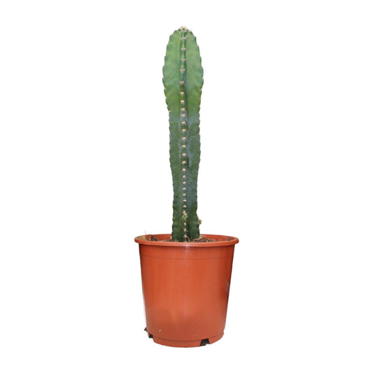 Cereus Peruvianus - Ø17cm - ↕55cm