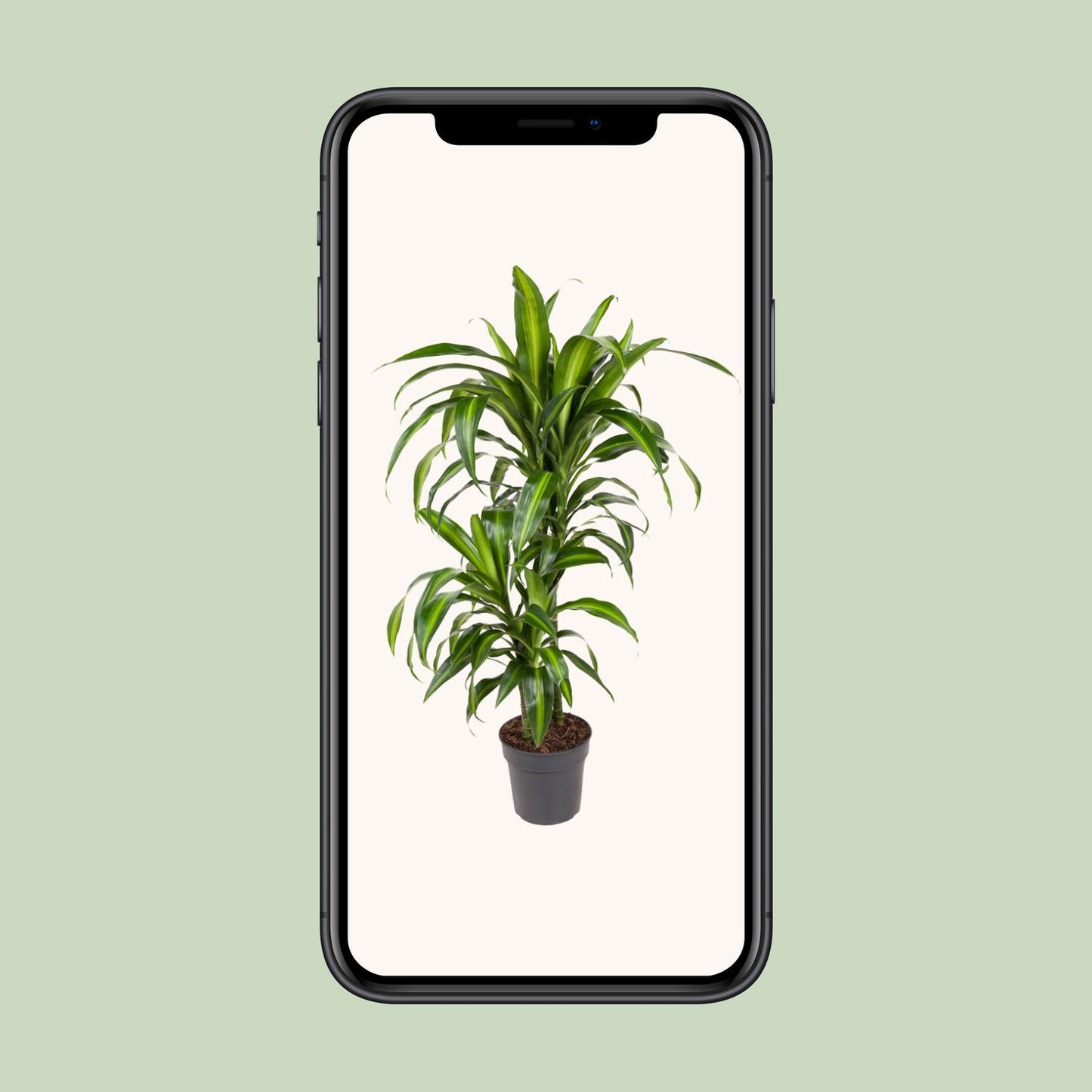Dracaena Hawaiiana - Ø19cm - ↕90cm