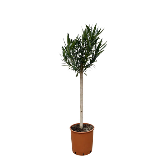 Oleander am Stamm mit roten Blüten – 170 cm Kübelpflanze