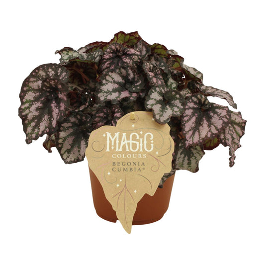 Begonia Rex Cumbia - Ø12cm - ↕25cm