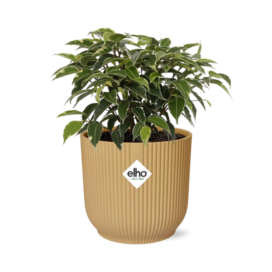 Ficus Benjamina Kinky in ELHO Vibes Fold 14cm geel