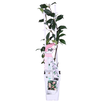 2x - Trachelospermum 'Star of Ibiza' - ↨65cm - Ø15