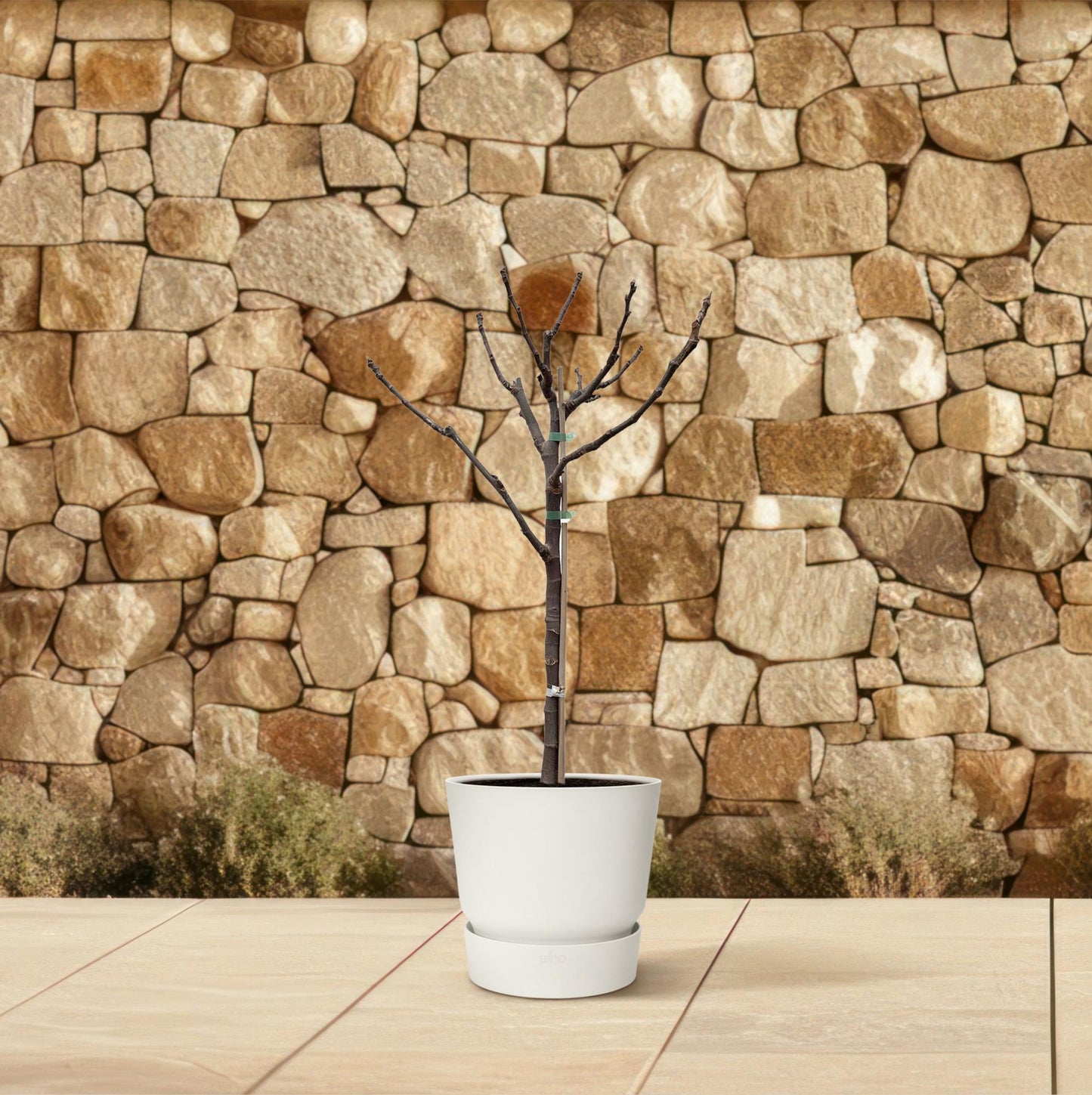 Echter Feigenbaum auf Stamm – 100 cm mediterranes Flair