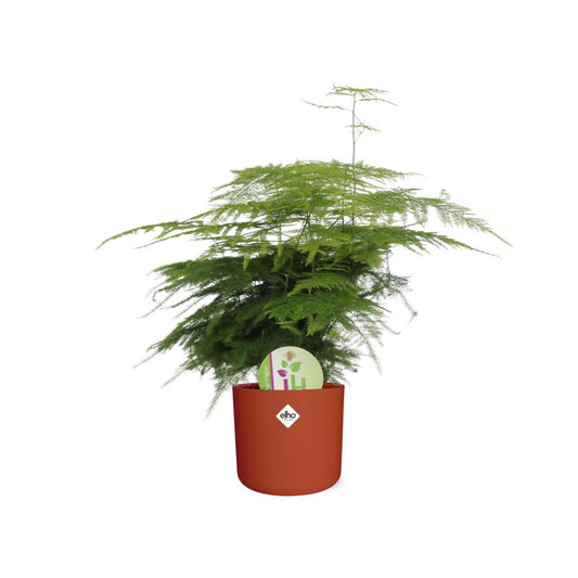 Asparagus ‘Plumosus’ in ELHO b.for soft rond 14cm brique