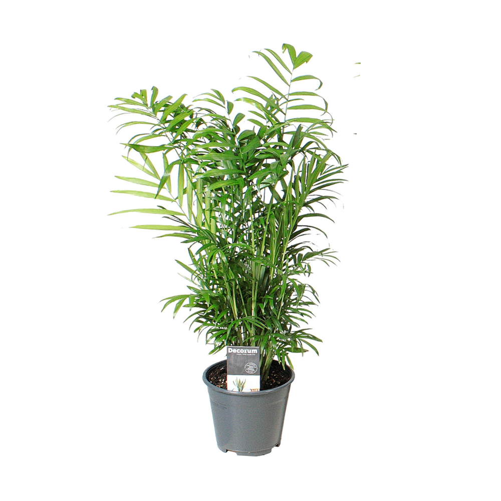 Chamaedorea Elegans - Ø14cm - ↕55cm