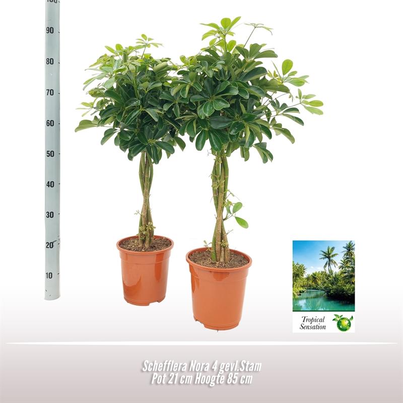 Schefflera Nora - Ø21 ↕85