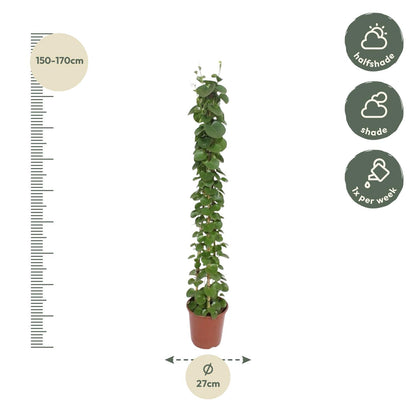 Känguruwein Pyramide 160 cm – Stilvolle Zimmerpflanze