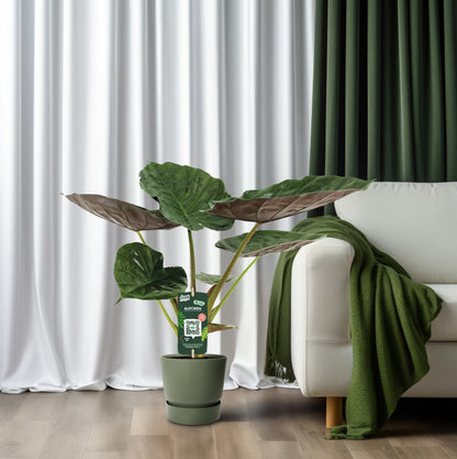 Alocasia Wentii - Elefantenohr - Ø19cm - ↕70cm
