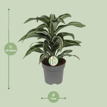 Dracaena Jade Jewel - Ø17cm - ↕50cm