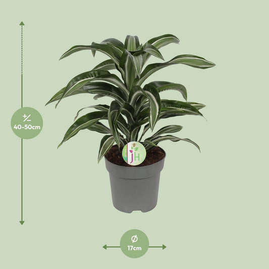 Dracaena Jade Jewel - Ø17cm - ↕50cm