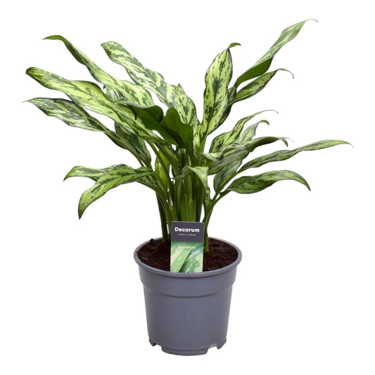 Kolbenfaden Juliette – Stilvolle und pflegeleichte Zimmerpflanze 40 cm