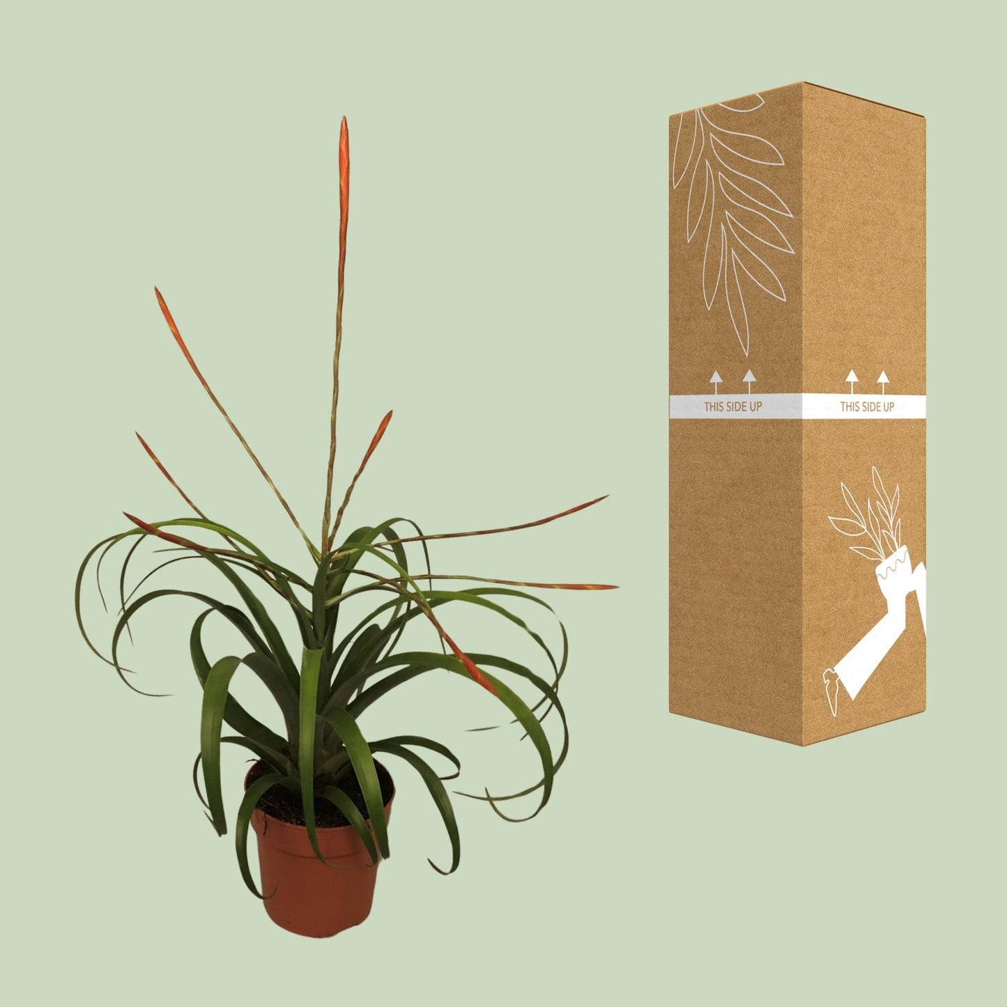 Tillandsia Flabelatta - Ø12cm - ↕40cm