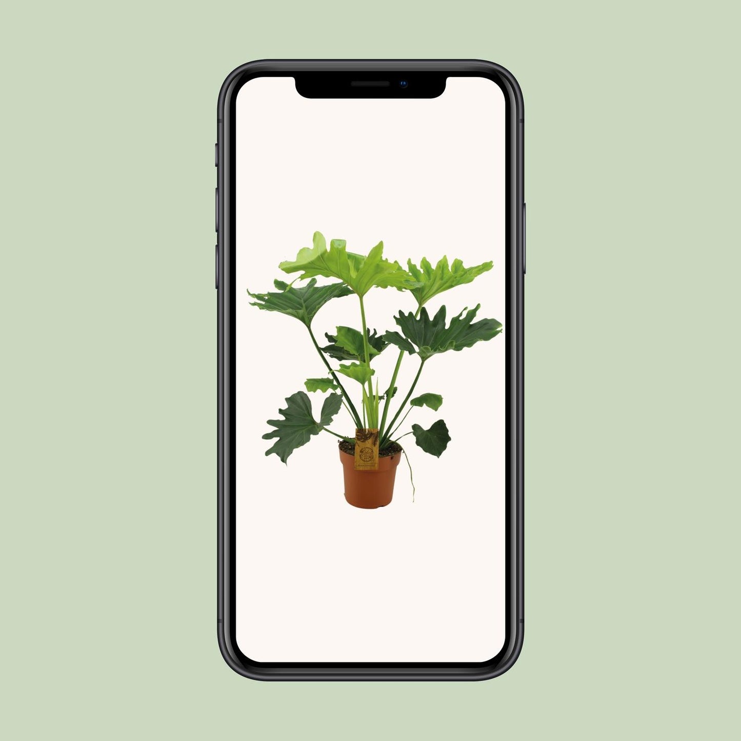 Philodendron Selloum Elefantiana - Ø21cm - ↕100cm