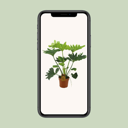 Philodendron Selloum Elefantiana - Ø21cm - ↕100cm