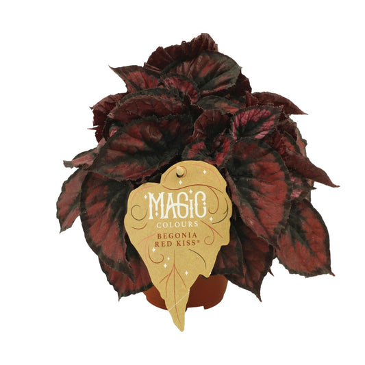 Begonia Rex Red Kiss - Ø12cm - ↕25cm