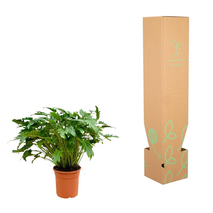 Xanadu-Philodendron 80 cm – Pflegeleichte Tropische Zimmerpflanze
