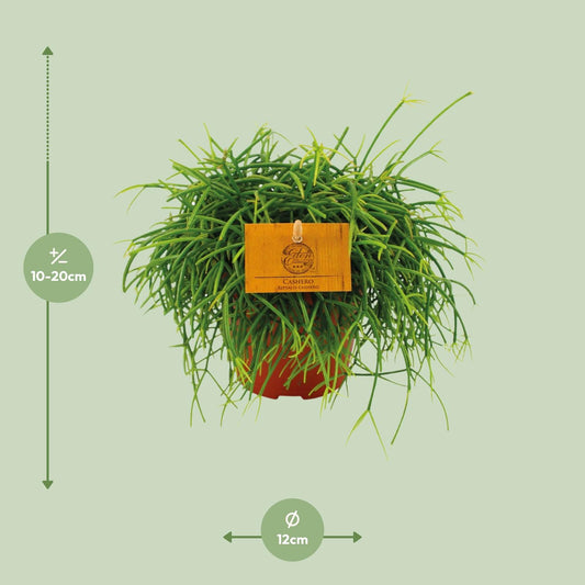 Rhipsalis Cashero - Ø12 ↕20