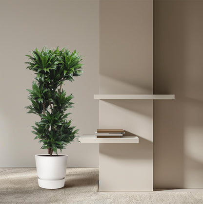 Drachenbaum Compacta 140 cm – Stilvolle, pflegeleichte Zimmerpflanze