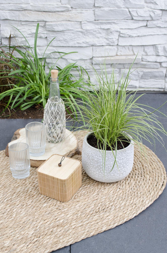 3x - Carex brunnea 'Variegata' - ↨30cm - Ø14