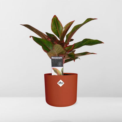 Aglaonema Crete in ELHO b.for soft rond 14cm brique