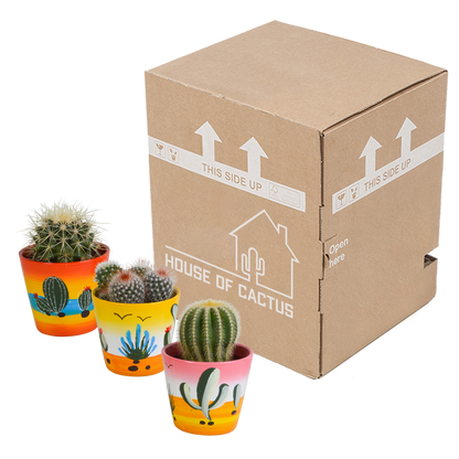 Bolcactus-Mischung 8,5 cm - in Mexicaanse pot