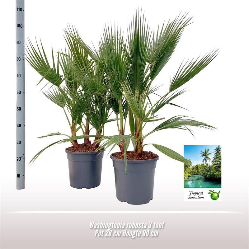 Washingtonia Robusta - 1 Stück - Ø28 ↕90
