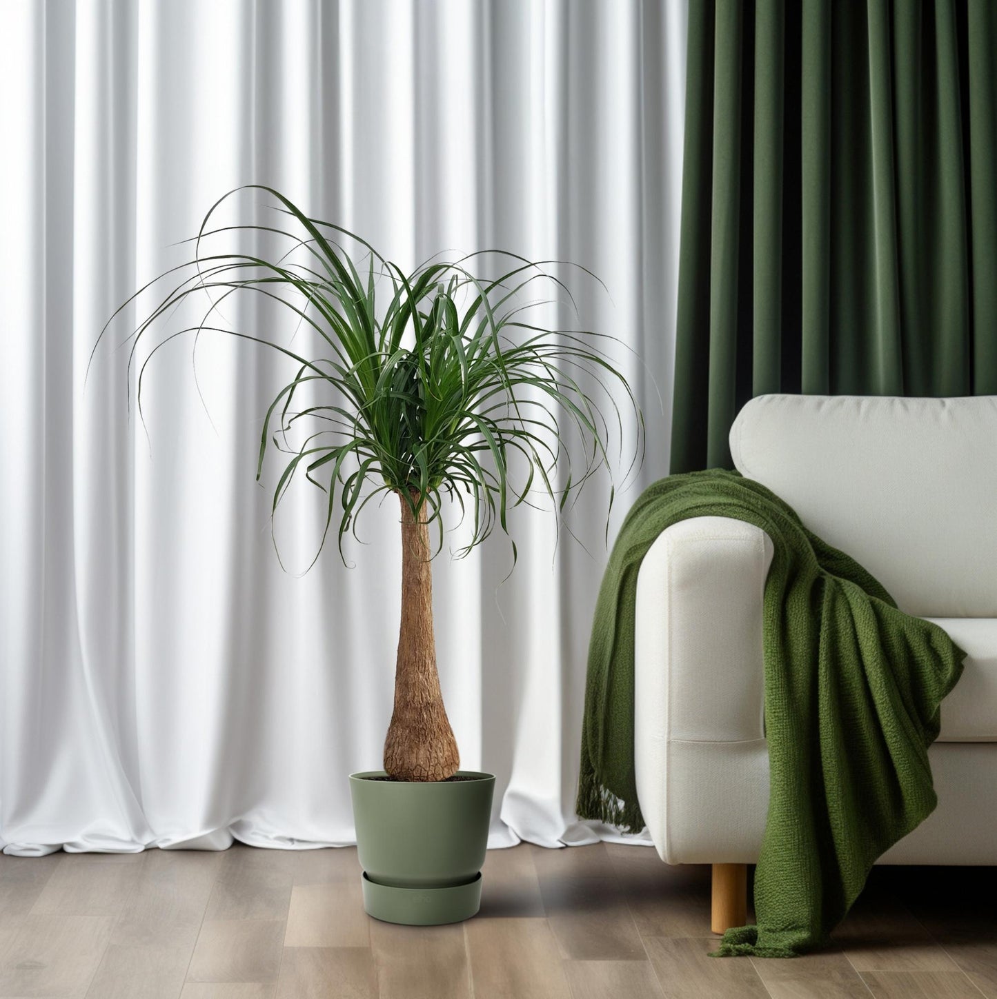 Beaucarnea "Maya Palm" Stam P27 - Ø27cm - ↕110cm