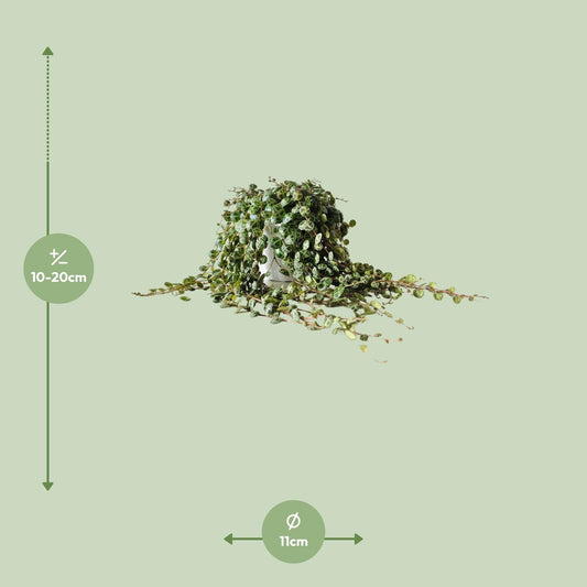 Peperomia Prostrata - Ø11cm - ↕15cm