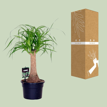 Beaucarnea Nolina - Ø17cm - ↕50cm