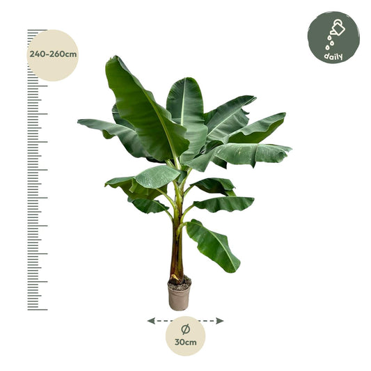 Bananenpflanze 250 cm – Tropisches Flair für Zuhause