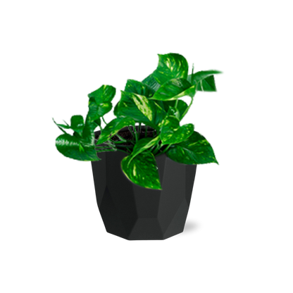 Epipremnum Pinnatum ‘Aureum’ in 14cm b.for rock living black