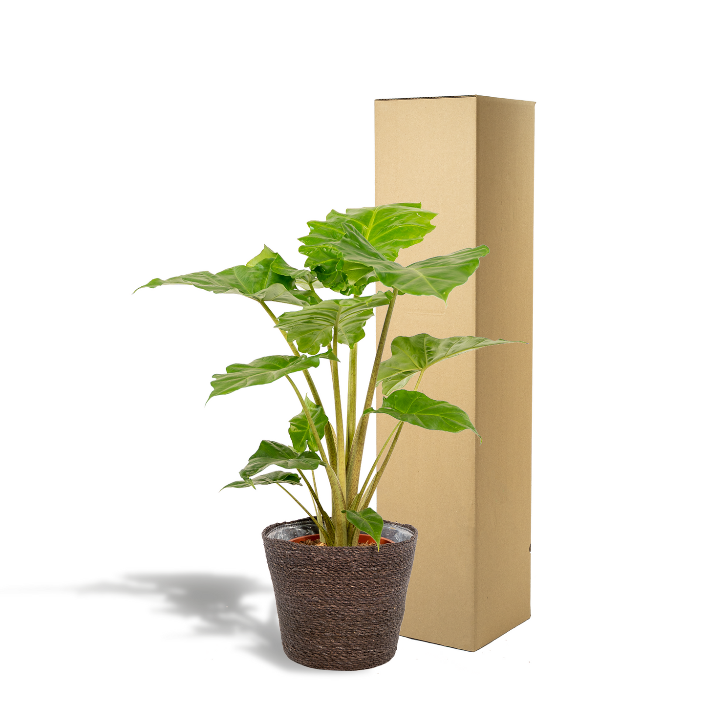 Alocasia Portodora - Ø21cm - ↕80cm + Korb Igmar