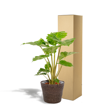 Alocasia Portodora - Ø21cm - ↕80cm + Korb Igmar