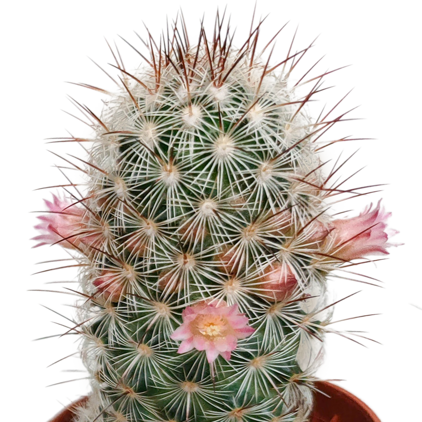 Kakteenmischung 5,5 cm - zonder pot bloeiend - 5x