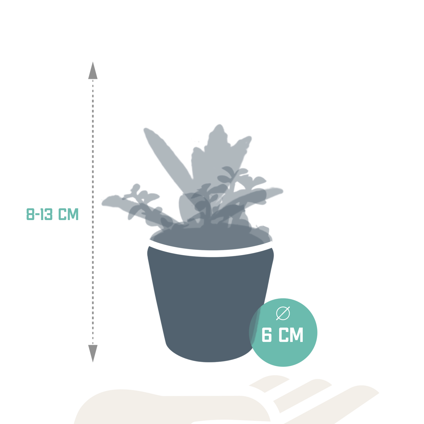 Vetplanten-Mischung 5,5 cm - 5x - in Mexicaanse pot