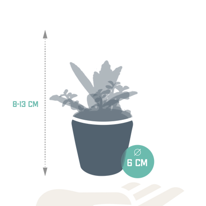 Vetplanten-Mischung 5,5 cm - 5x - in Mexicaanse pot
