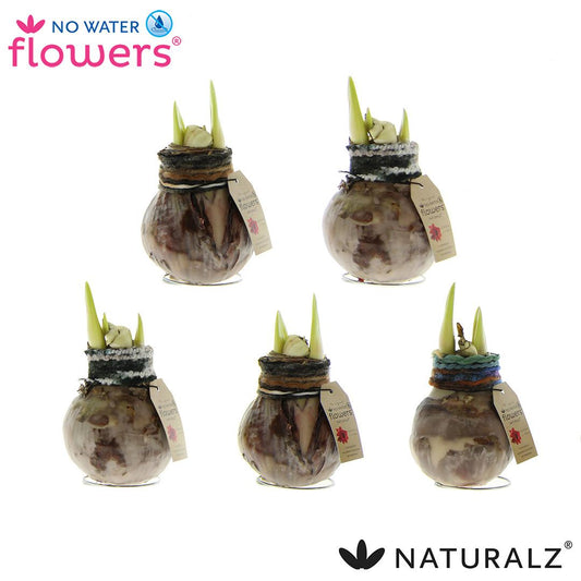 No Water Flowers Naturalz Deco Mix - 3 Stücke - Ø7 cm - ↕15 cm
