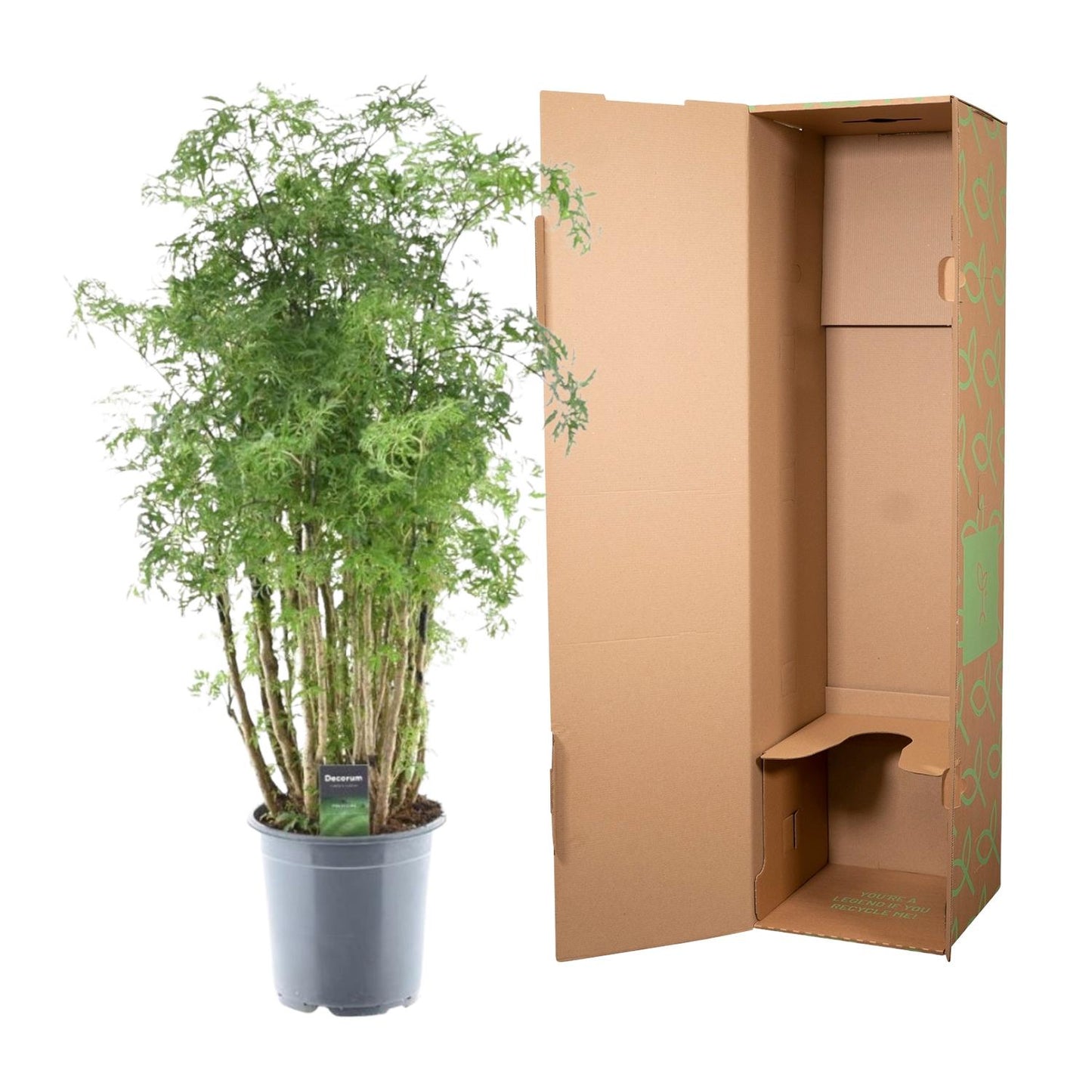 Ming Aralie Zimmerpflanze – 90 cm tropische Eleganz