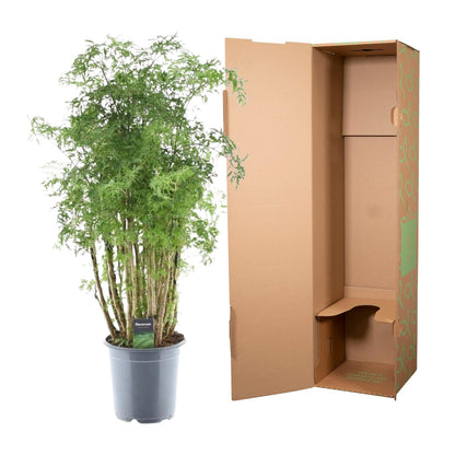 Ming Aralie Zimmerpflanze – 90 cm tropische Eleganz