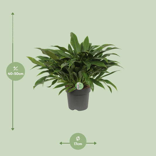 Philodendron Little Phil - Ø17cm - ↕45cm