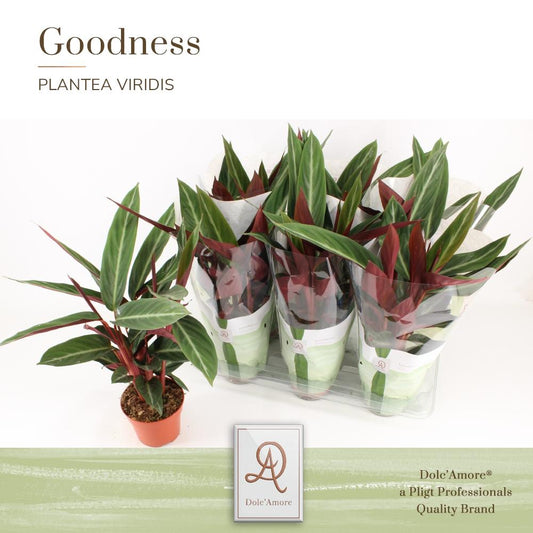 Stromanthe Sanguinea P14 Dolc'Amore® Goodness - Ø14cm - ↕45cm