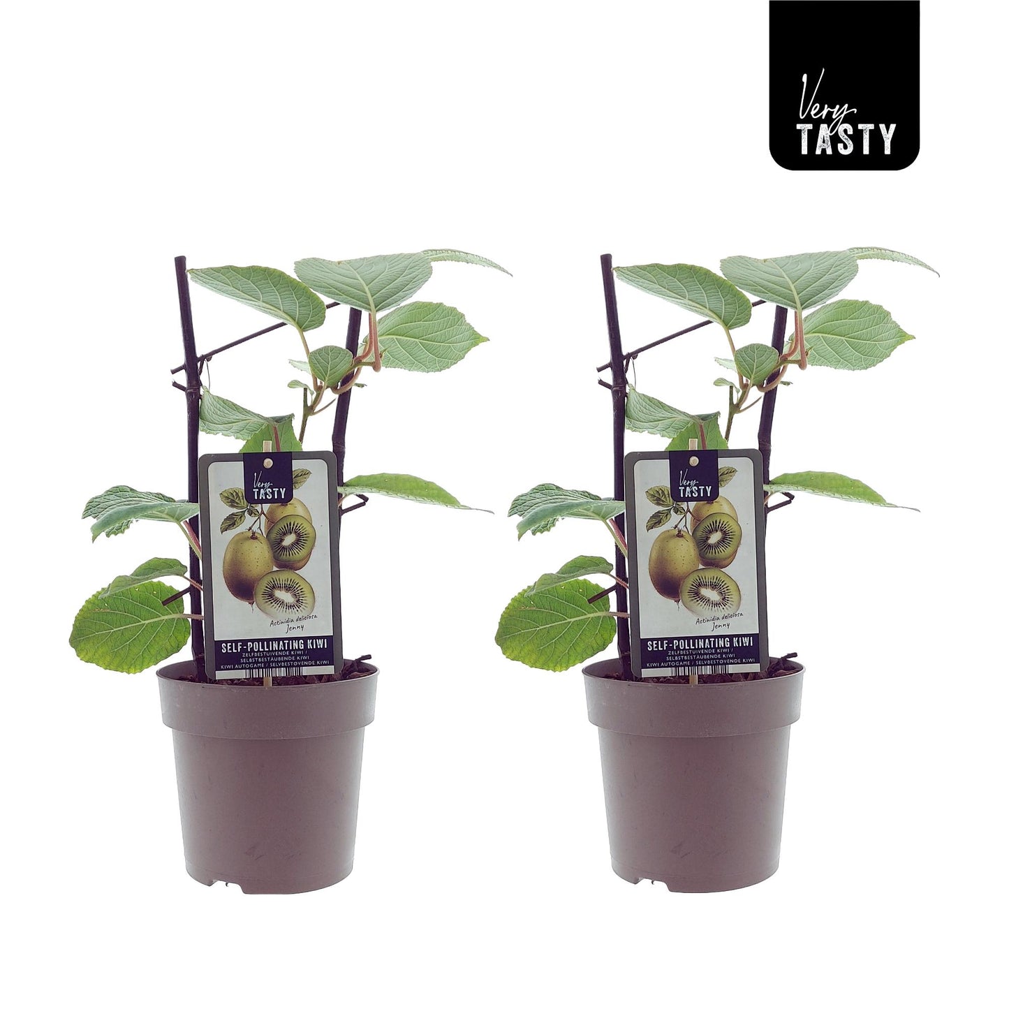 Actinidia Jenny (15007) - 2 Stücke - Ø15cm - ↕40cm