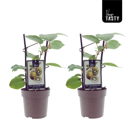 Actinidia Jenny (15007) - 2 Stücke - Ø15cm - ↕40cm