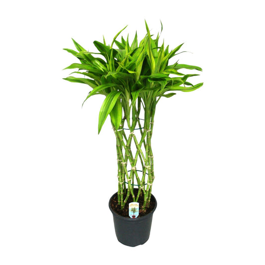 Dracaena Sandriana Gold - Ø19cm - ↕70cm