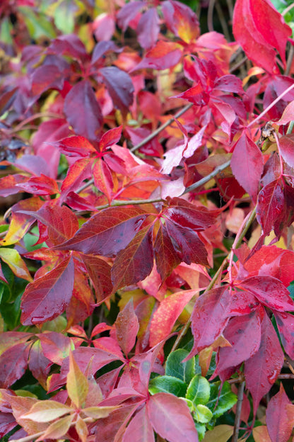 Parthenocissus henryana - Keilschwanzmakrele - Ø15cm - ↕65cm