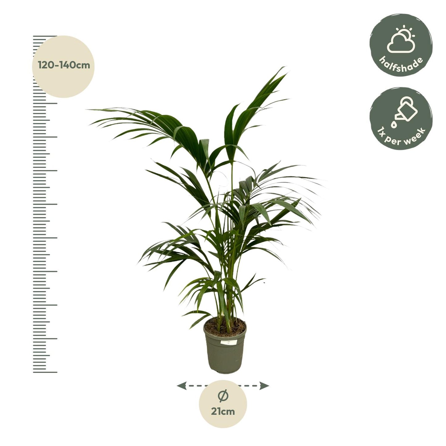 Kentia Palme – 130 cm – Premium Zimmerpflanze im Ø21cm Topf
