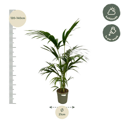 Kentia Palme – 130 cm – Premium Zimmerpflanze im Ø21cm Topf
