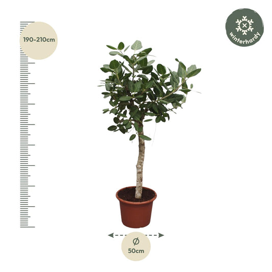 Bengalische Feige 200 cm – Exotischer Großbaum für Innen & Außen